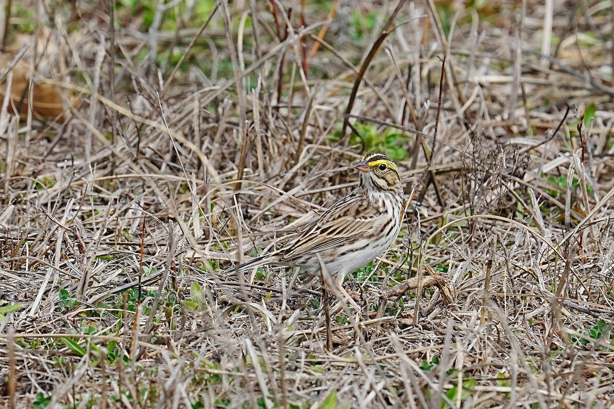 Savannah Sparrow - leonard blass