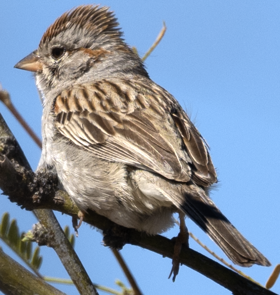 Rufous-winged Sparrow - ML617514734