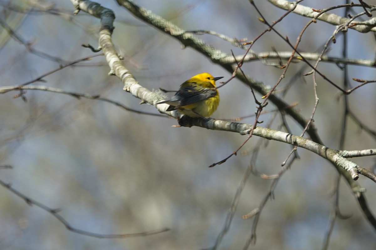 Prothonotary Warbler - ML617514765
