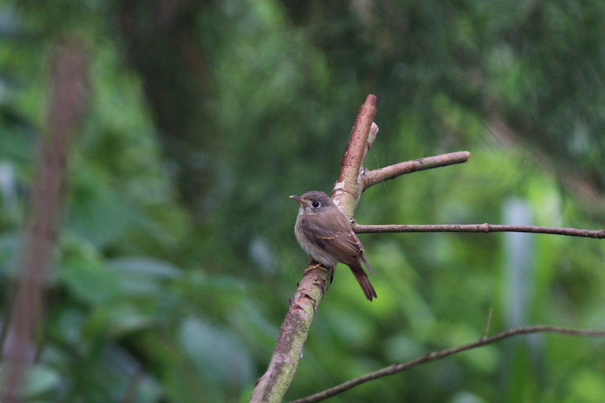 Brown-breasted Flycatcher - ML617514822