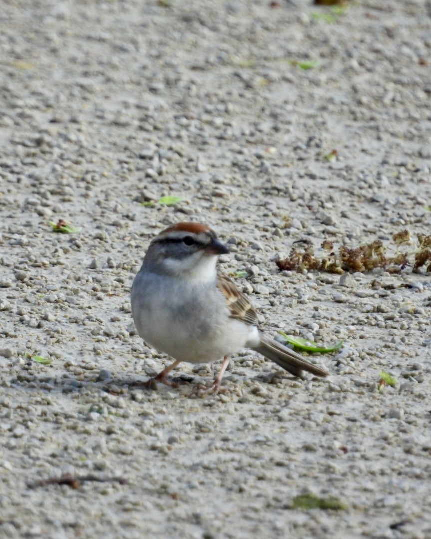 Chipping Sparrow - Jeff Aufmann