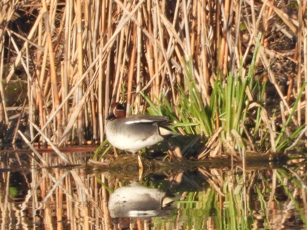 Green-winged Teal - ML617514845