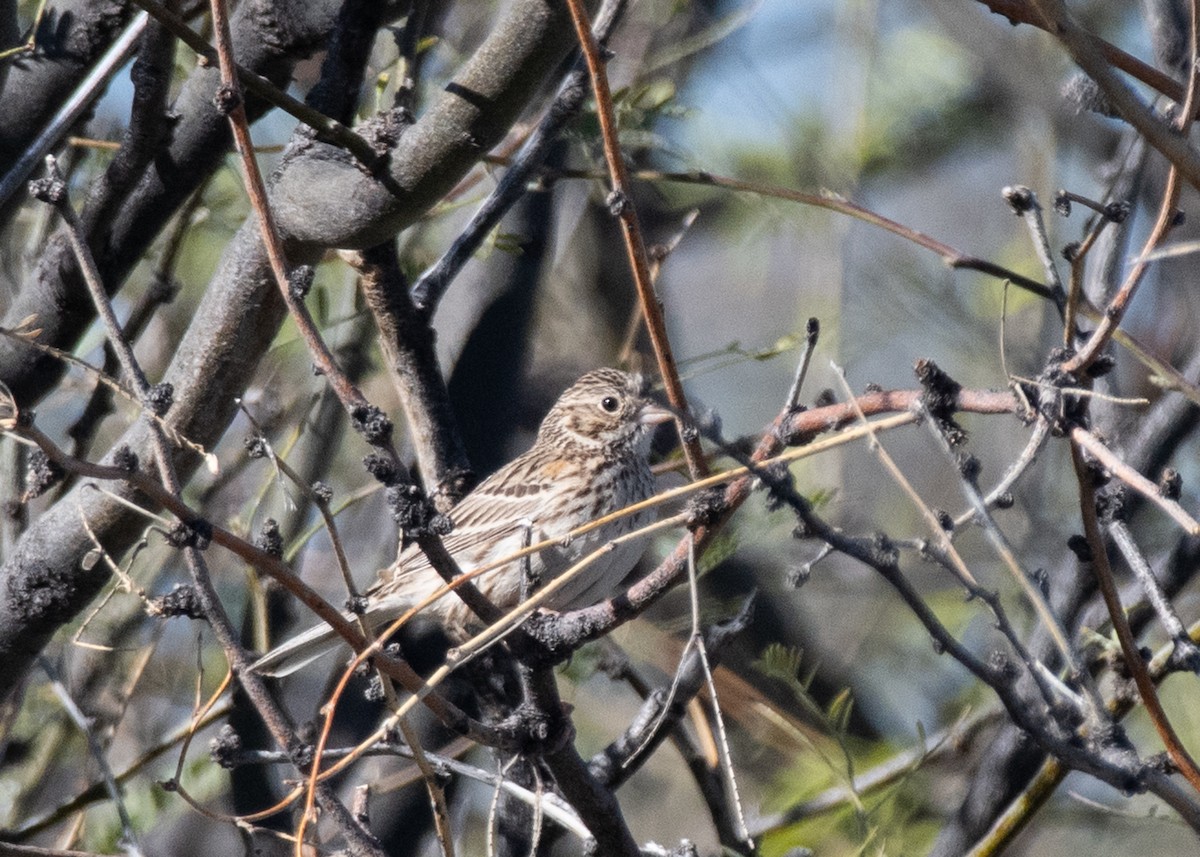 Vesper Sparrow - Bente Torvund