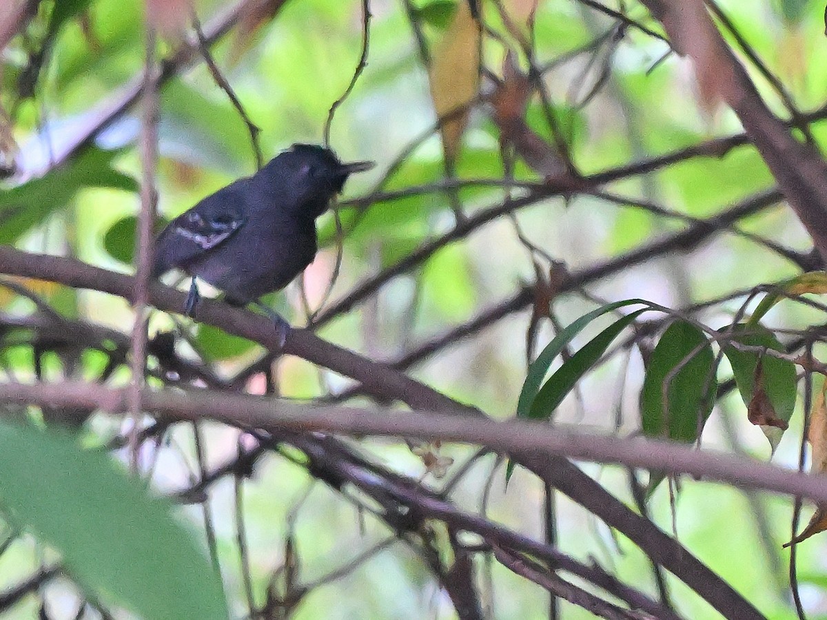 Black-headed Antbird - ML617514917