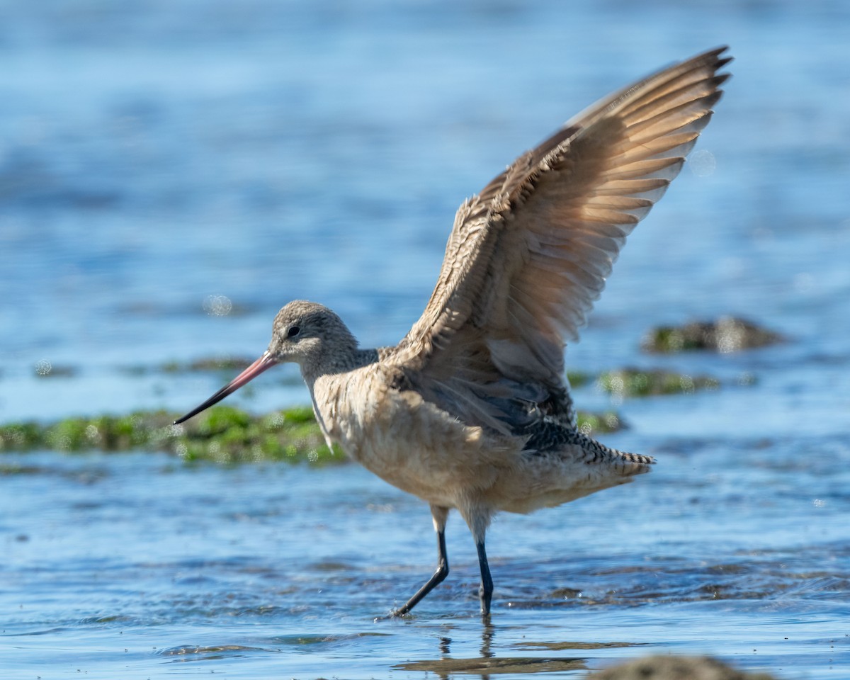 Marbled Godwit - Sue Cook