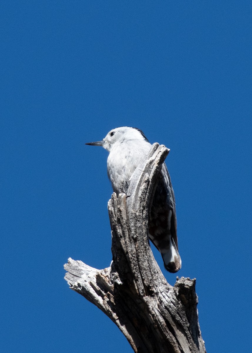 White-breasted Nuthatch - ML617514967