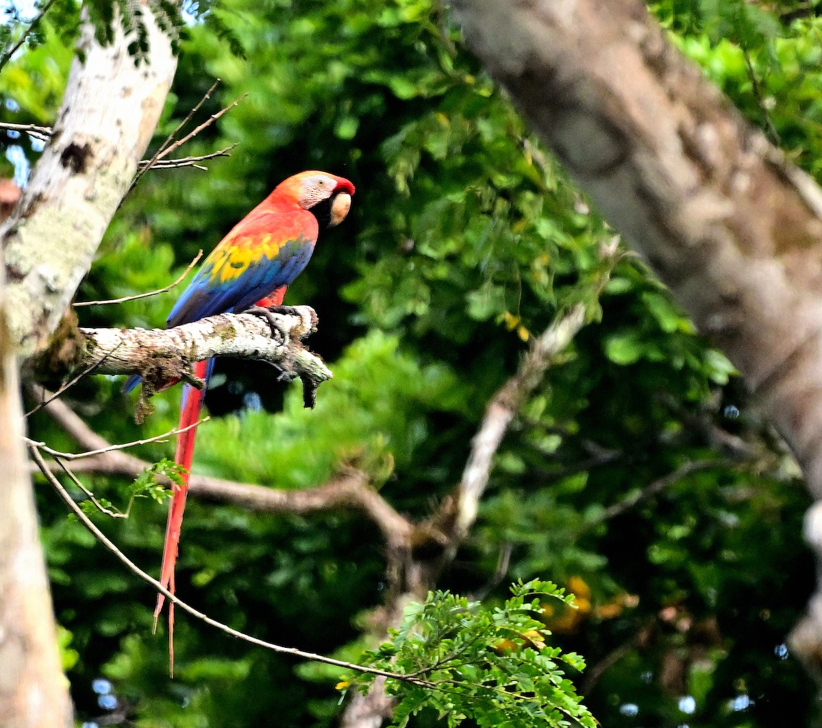 Scarlet Macaw - ML617514973