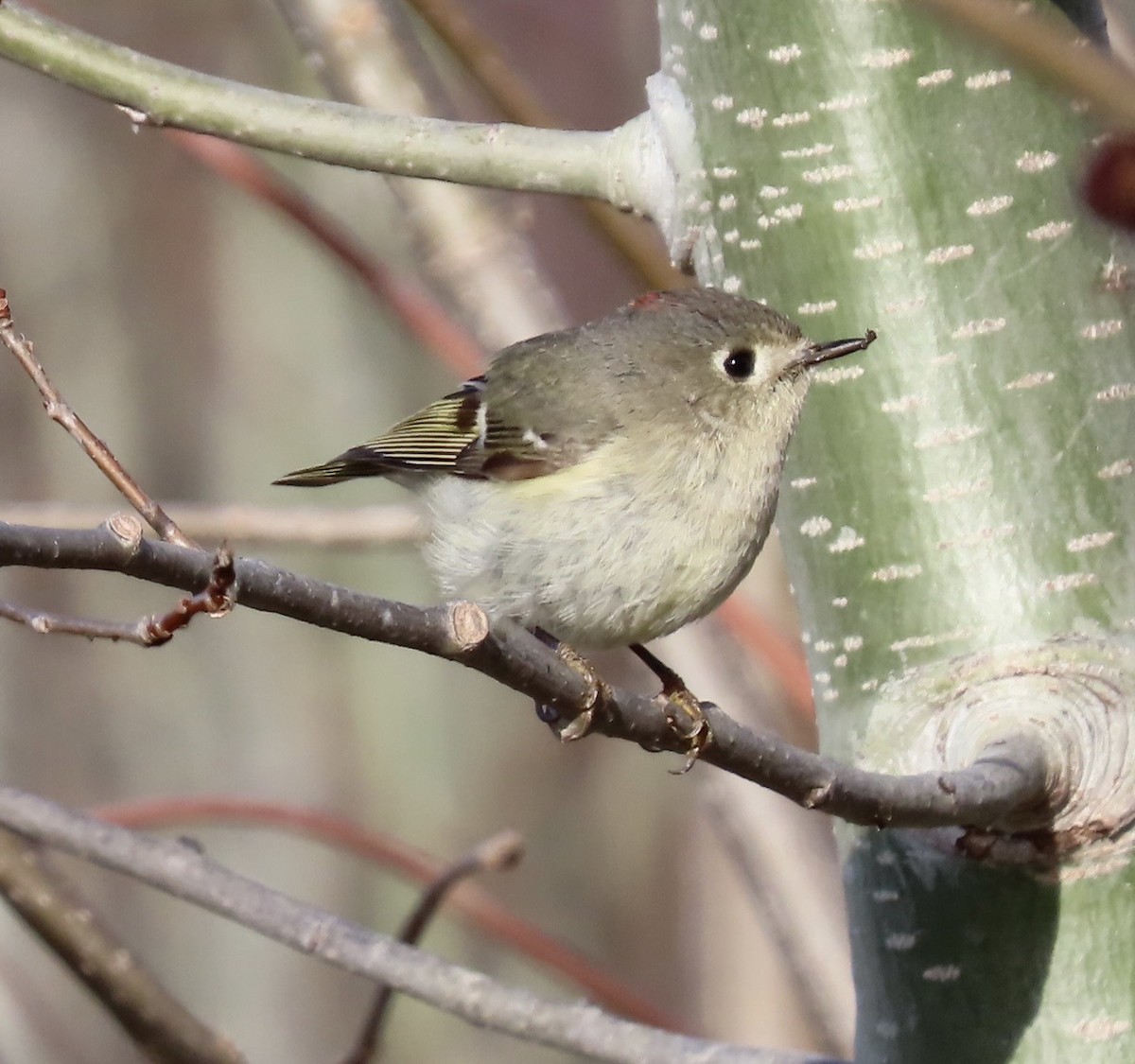 Ruby-crowned Kinglet - Emily Dunning