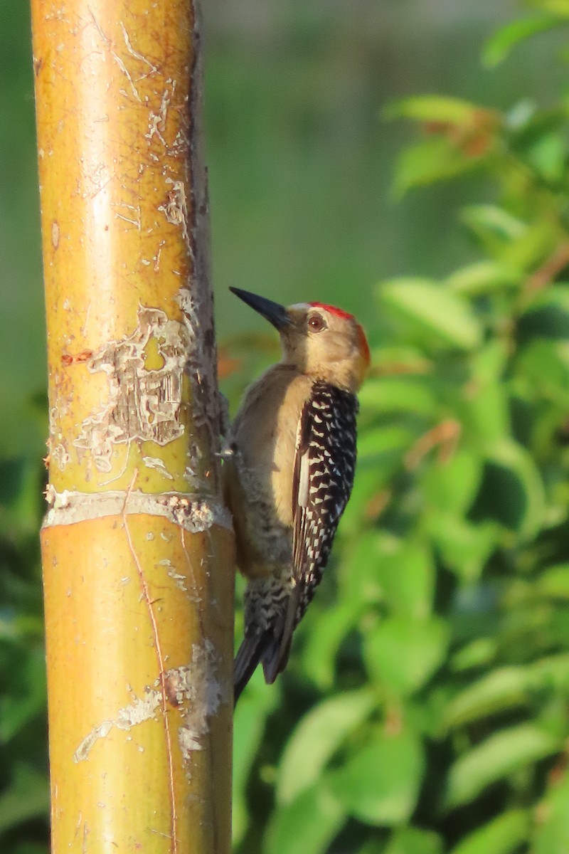Hoffmann's Woodpecker - ML617514998
