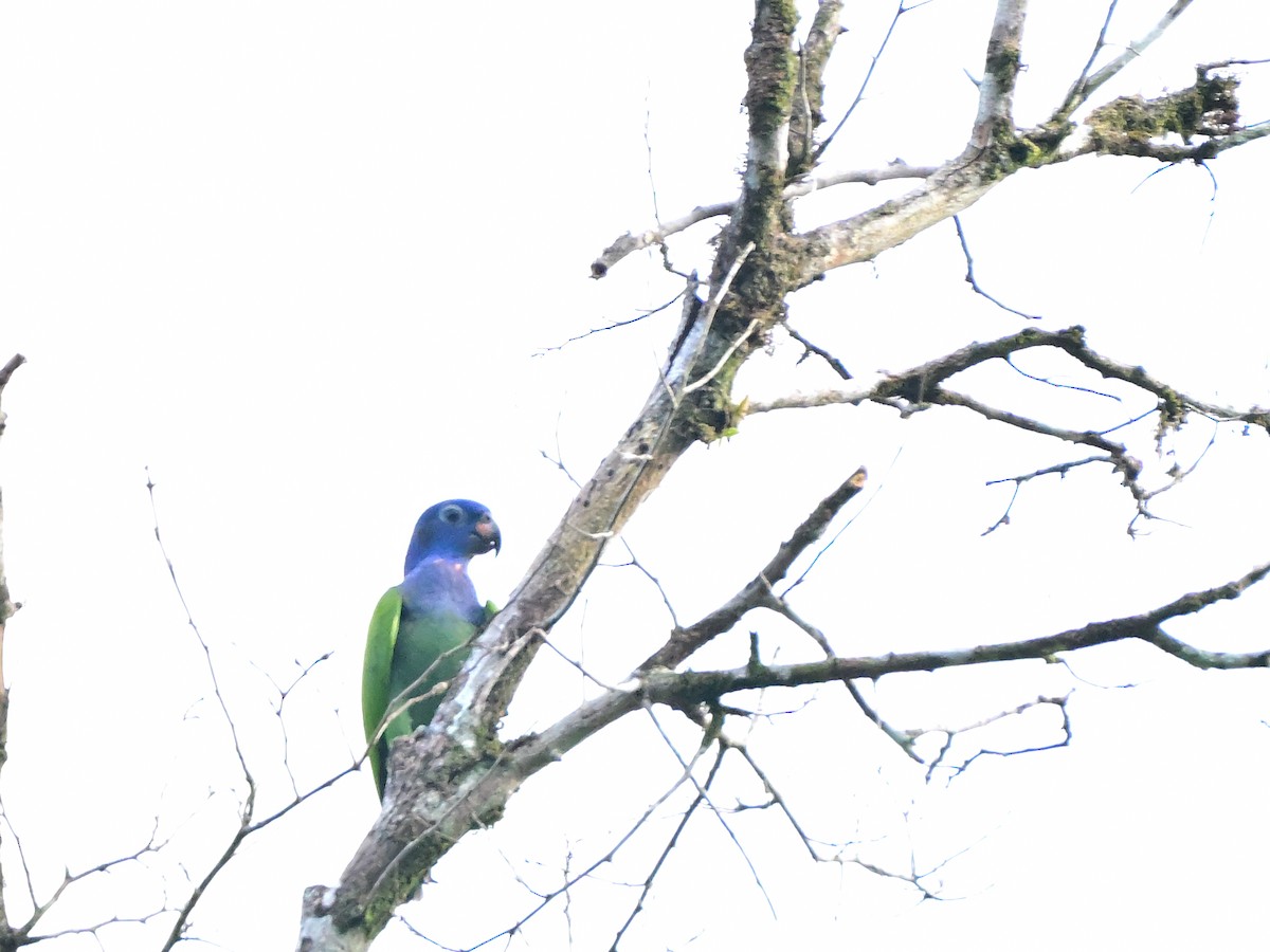 Blue-headed Parrot - ML617515031