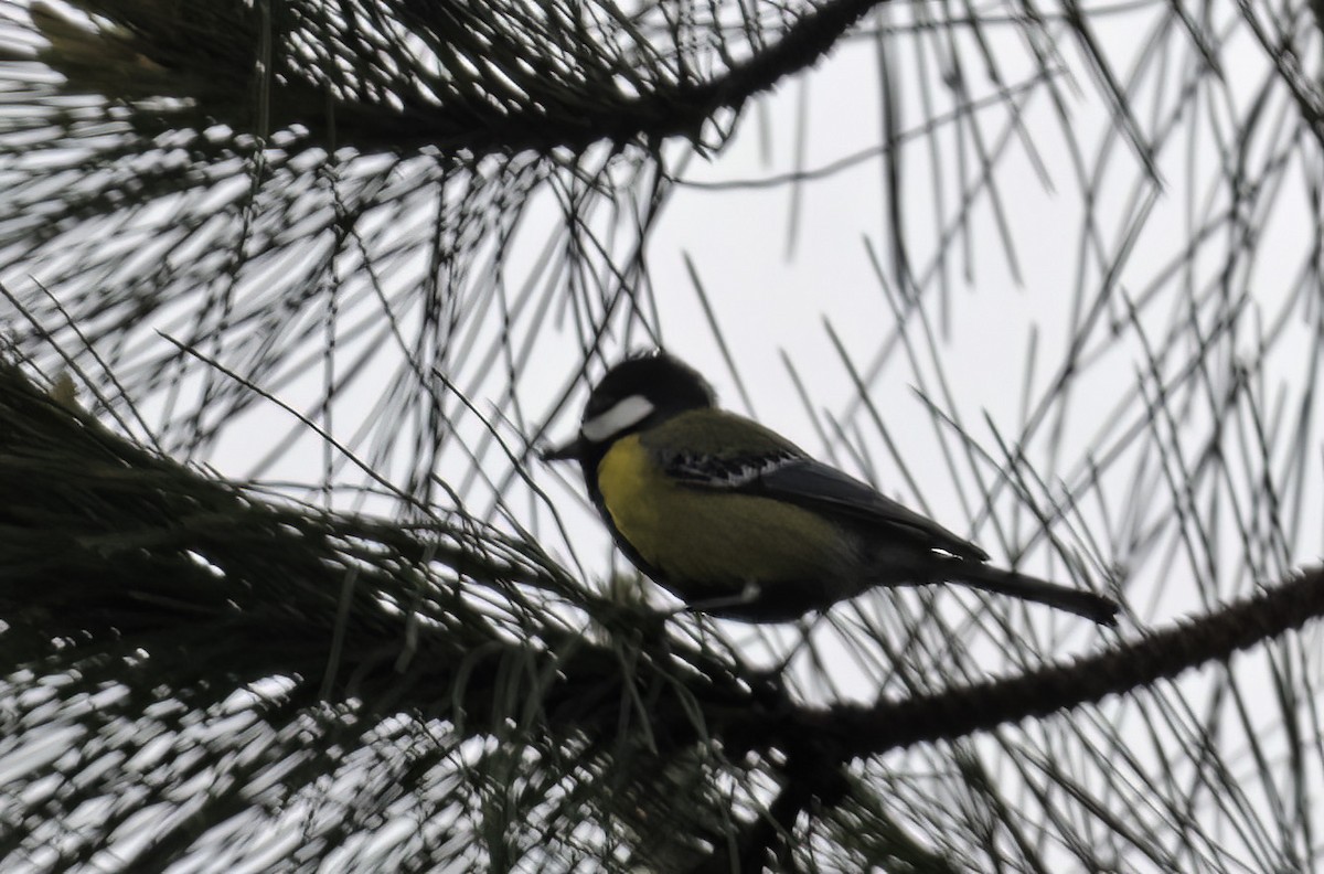 Green-backed Tit - ML617515088