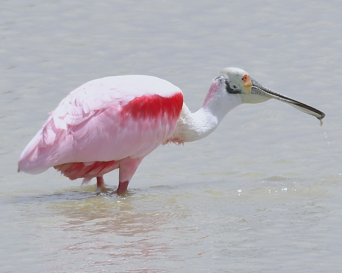 Roseate Spoonbill - Ted Wolff