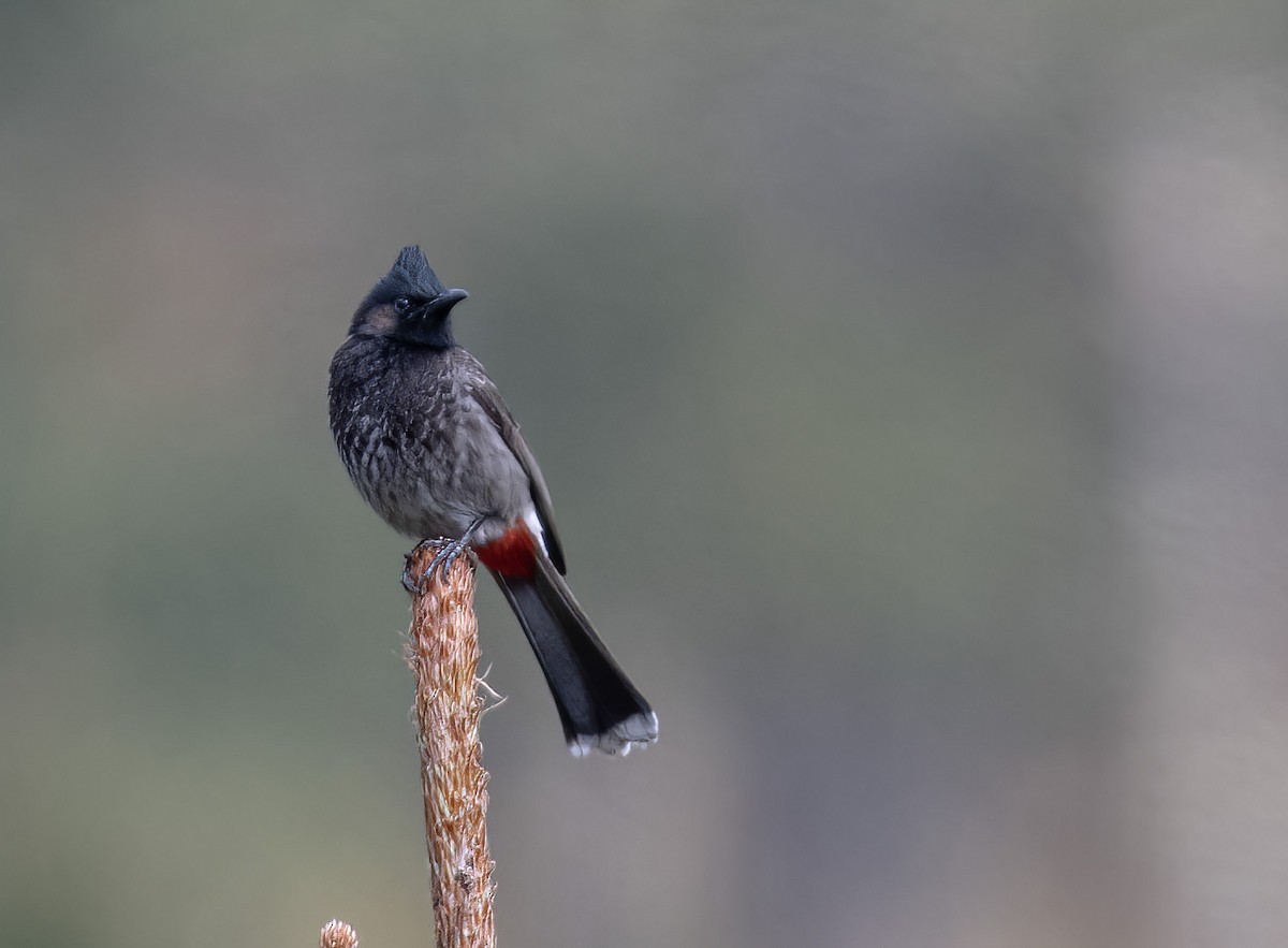 Red-vented Bulbul - ML617515100