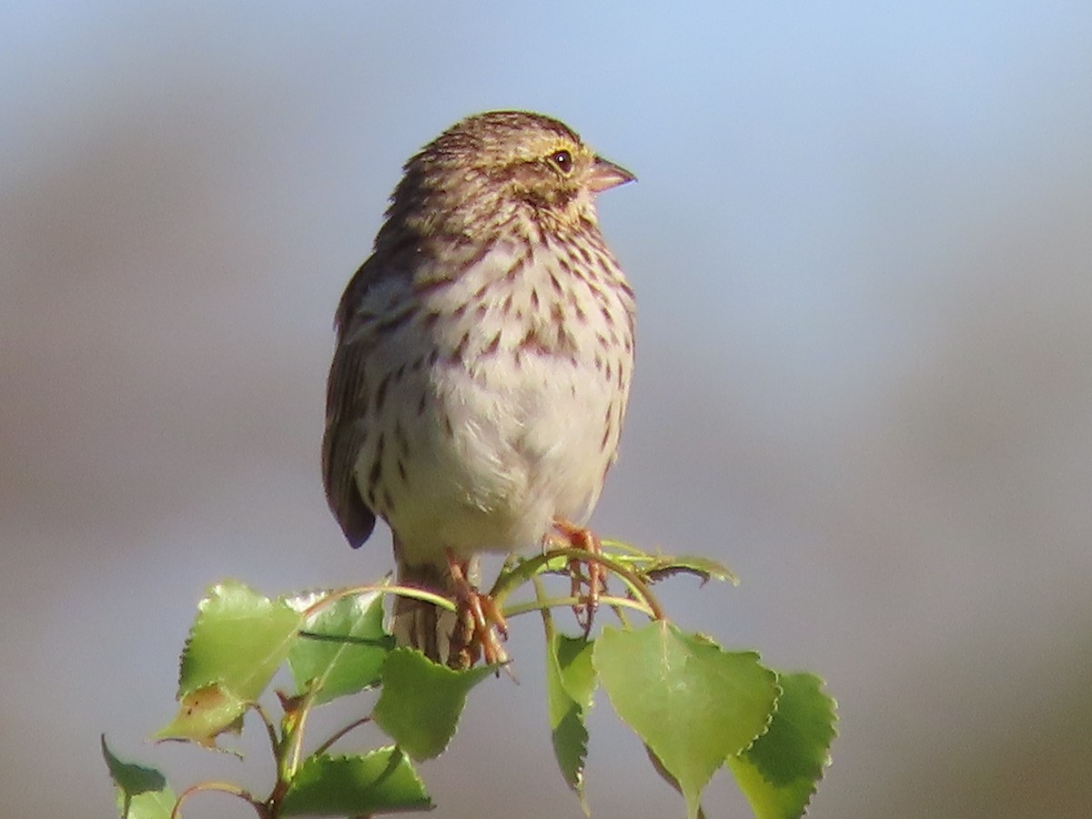 Savannah Sparrow - ML617515103
