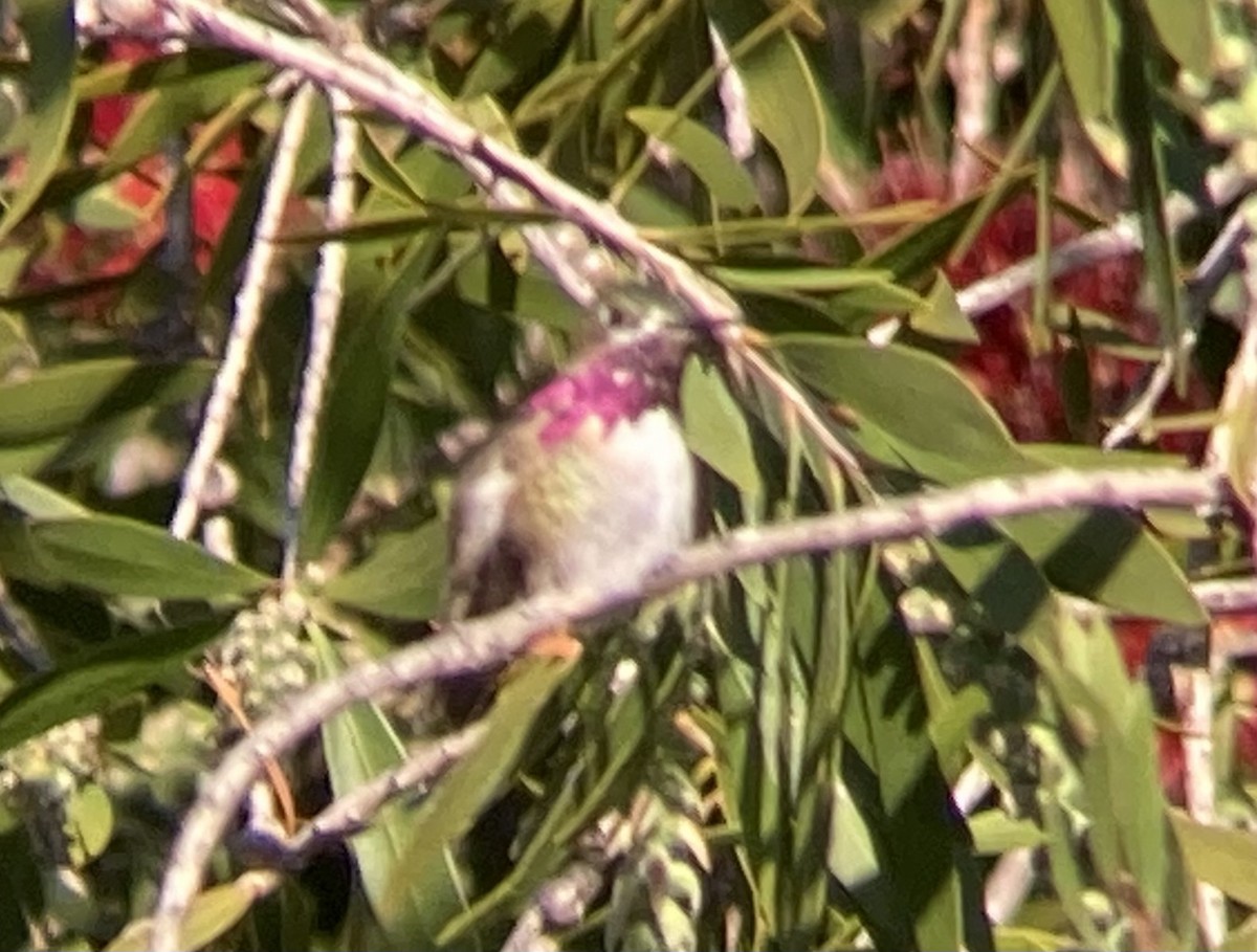 Calliope Hummingbird - ML617515109