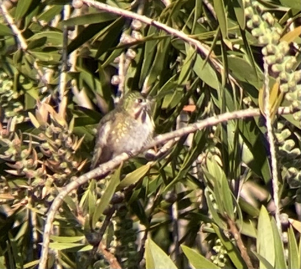 Calliope Hummingbird - ML617515110