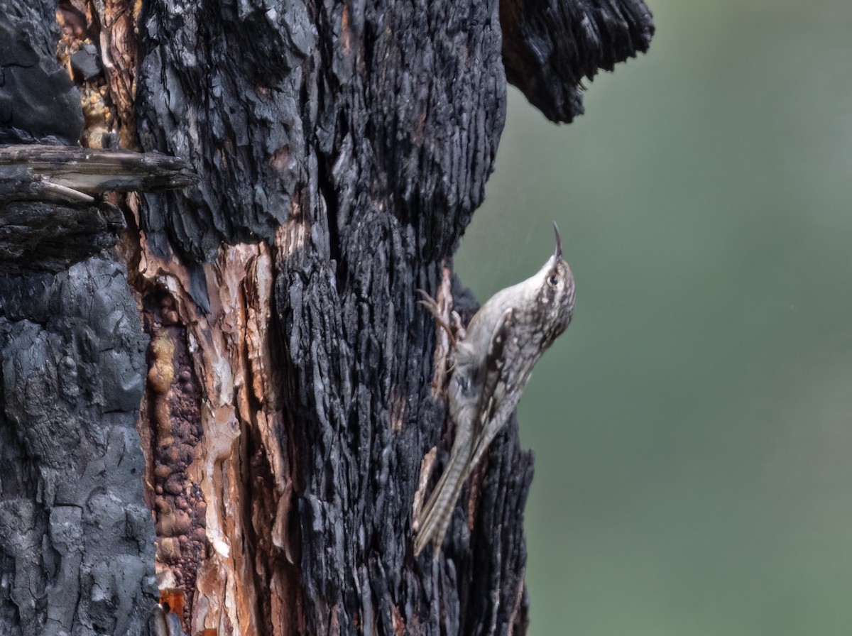 Bar-tailed Treecreeper - Sourav Halder