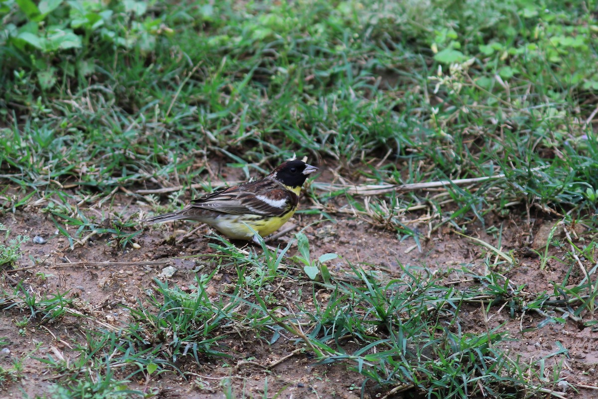 Yellow-breasted Bunting - ML617515140