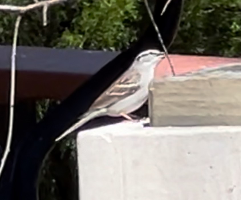 Chipping Sparrow - Steve Holzman