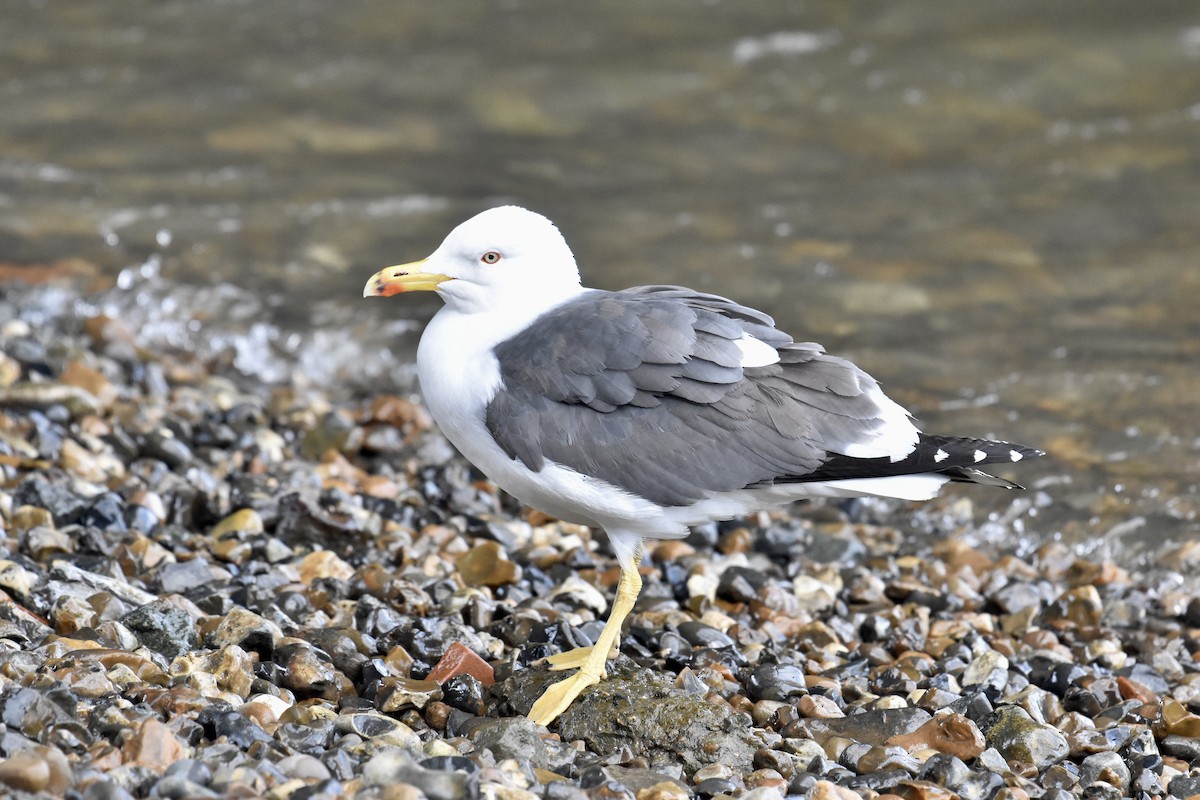 Lesser Black-backed Gull (graellsii) - ML617515235
