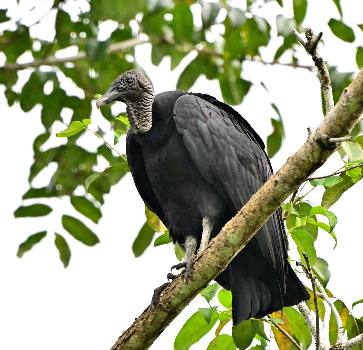 Black Vulture - ML617515253