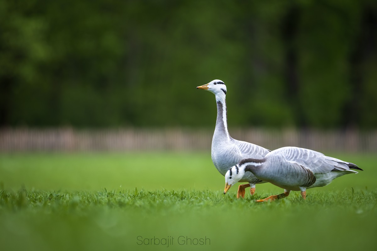 Bar-headed Goose - Sarbajit Ghosh