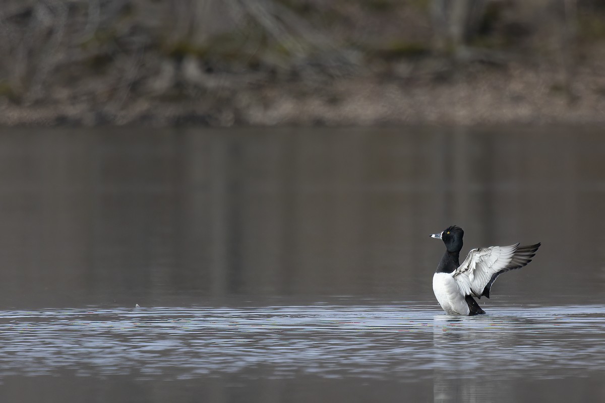 Ring-necked Duck - Maurice Pitre