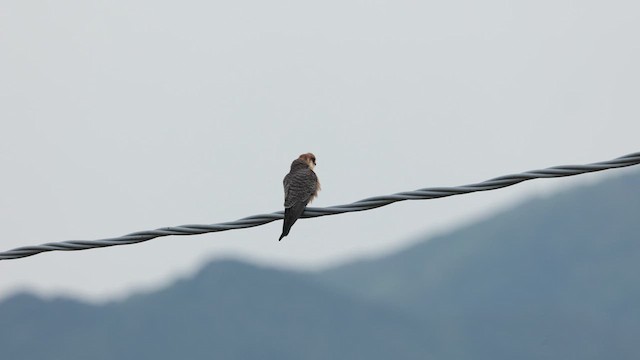 Red-footed Falcon - ML617515390