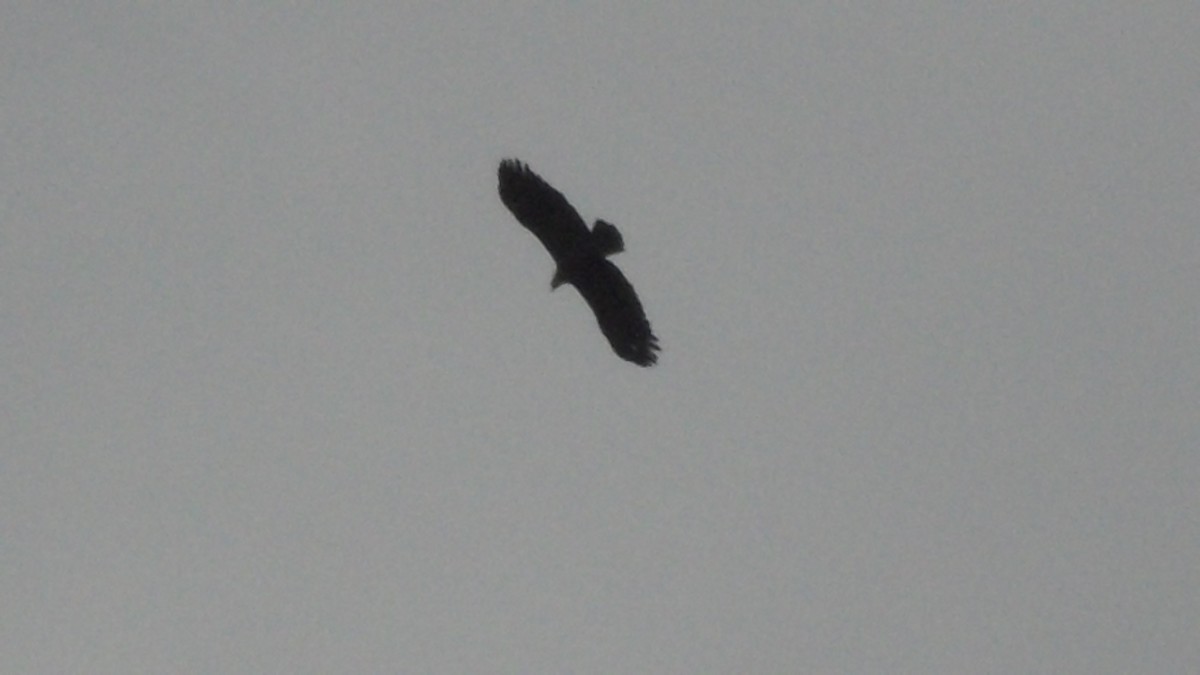 Greater Spotted Eagle - ML617515412