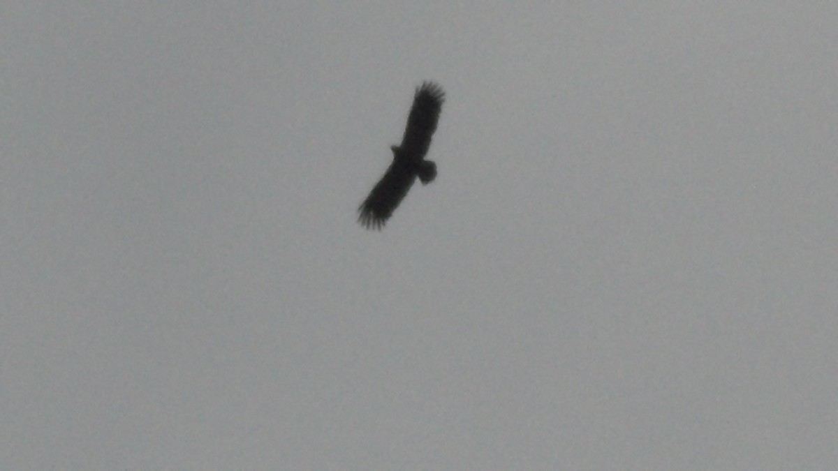 Greater Spotted Eagle - ML617515414