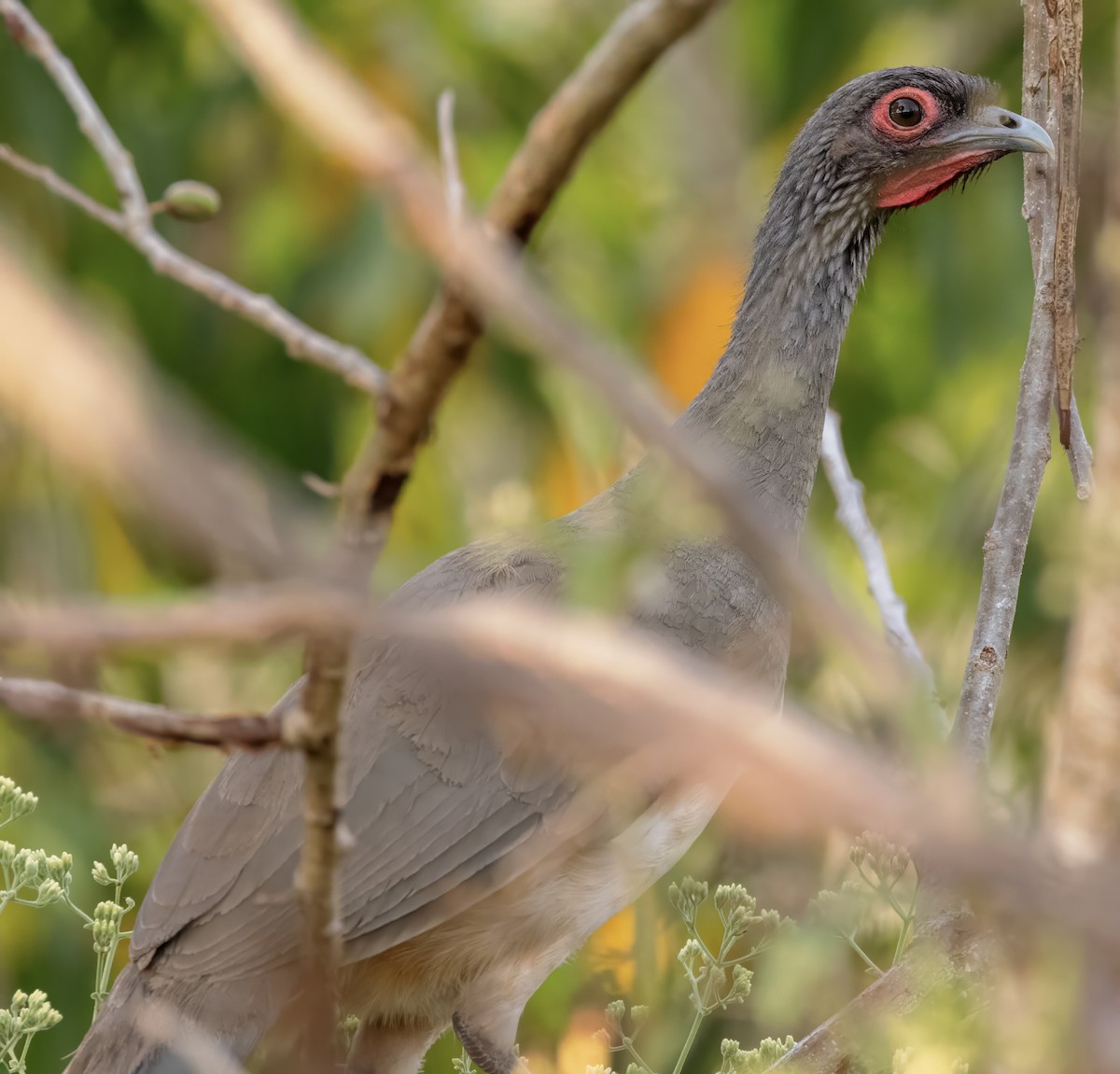 West Mexican Chachalaca - ML617515443
