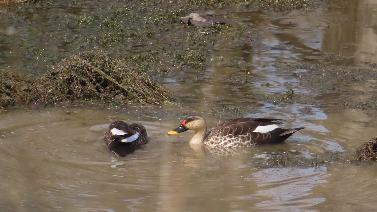 Indian Spot-billed Duck - ML617515466