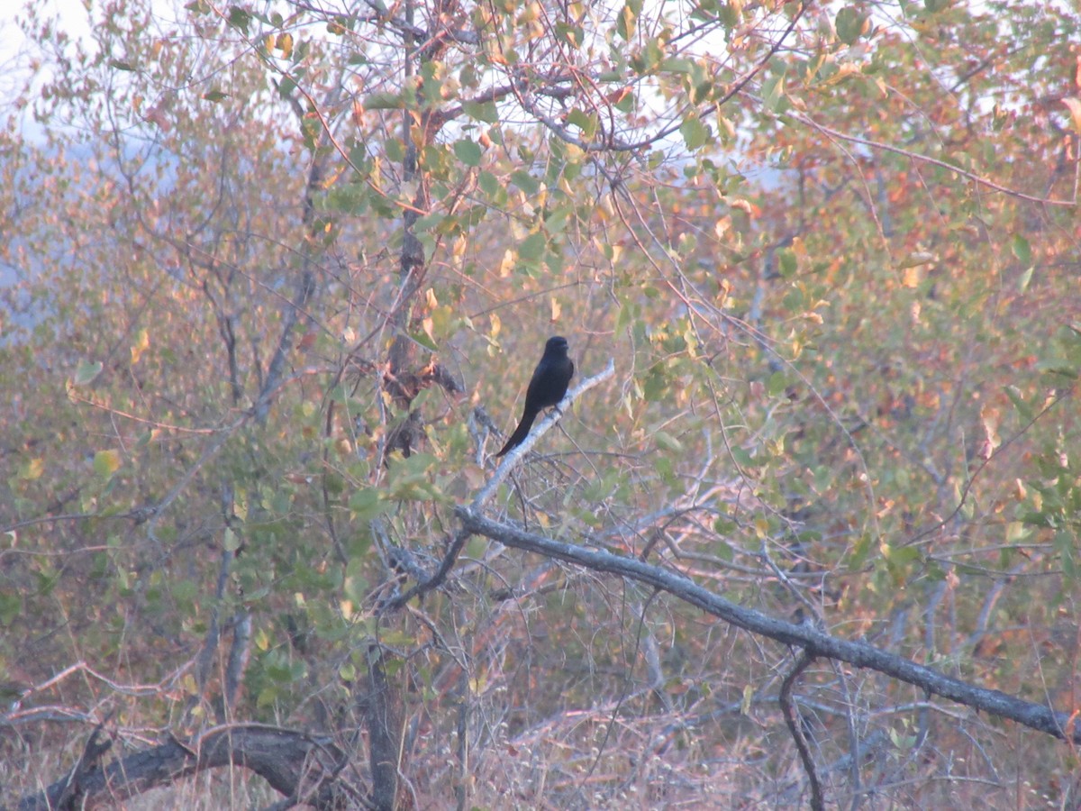 Fork-tailed Drongo - ML617515471