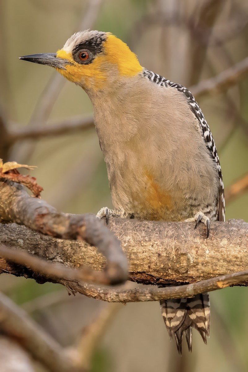 Golden-cheeked Woodpecker - ML617515511