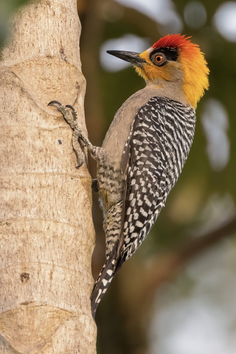 Golden-cheeked Woodpecker - ML617515512