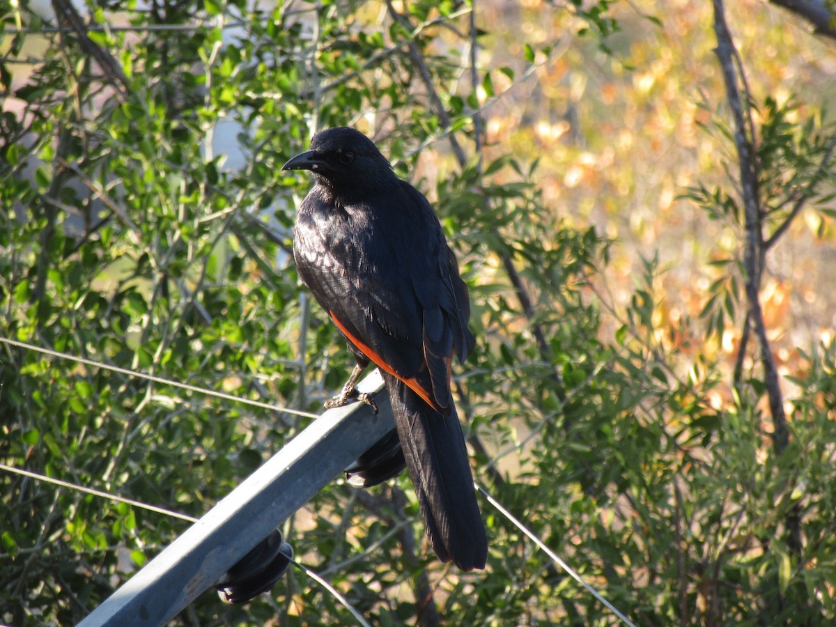 Red-winged Starling - ML617515520