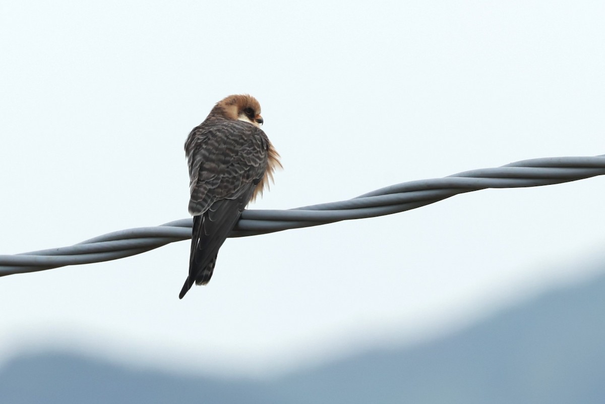 Red-footed Falcon - ML617515534