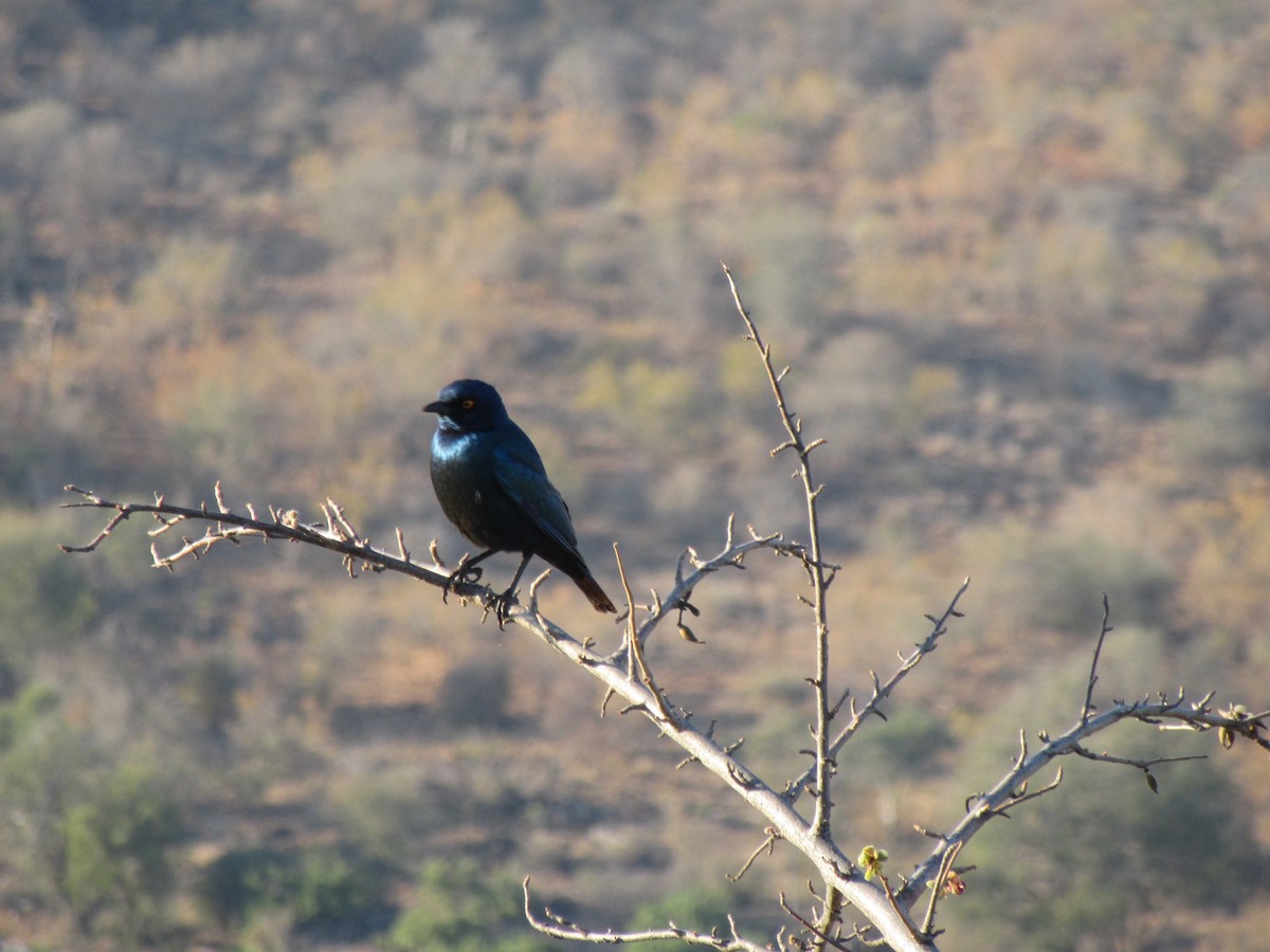 Greater Blue-eared Starling - ML617515597
