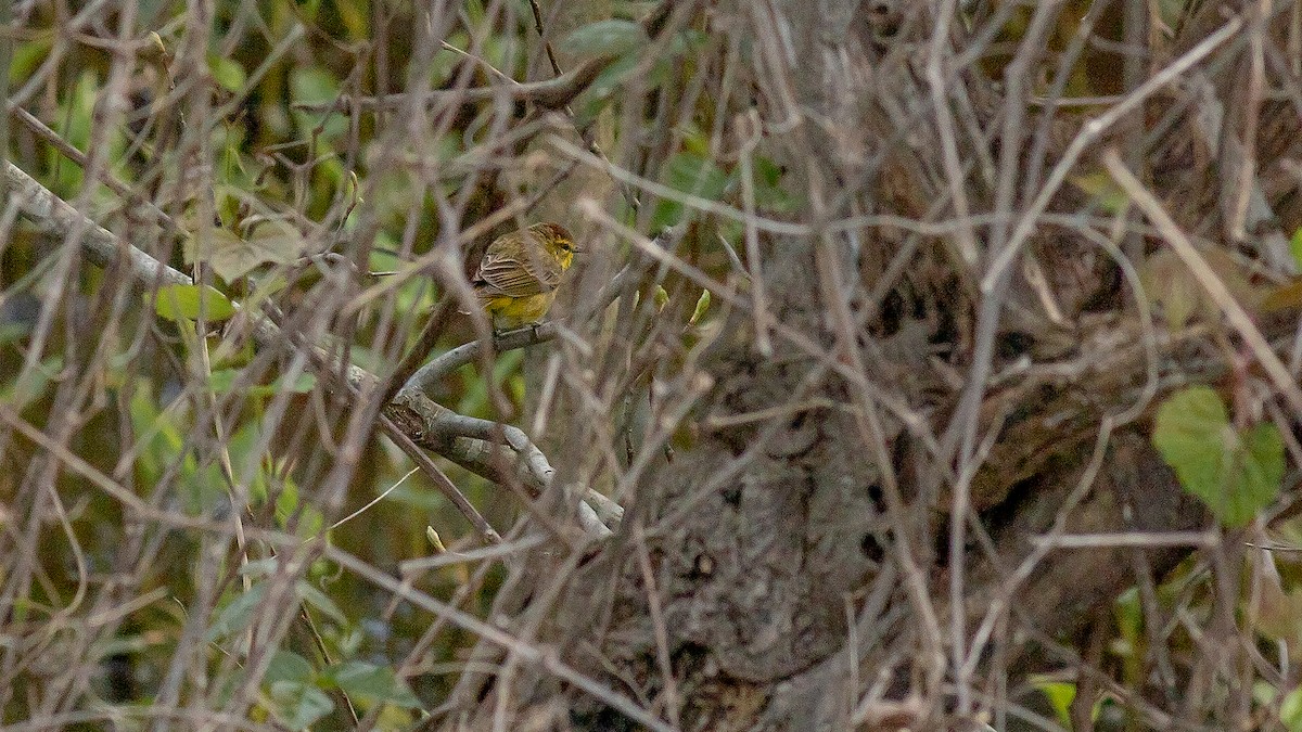 Palm Warbler - Todd Kiraly