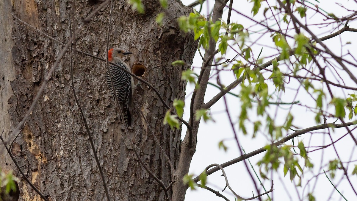 Red-bellied Woodpecker - Todd Kiraly