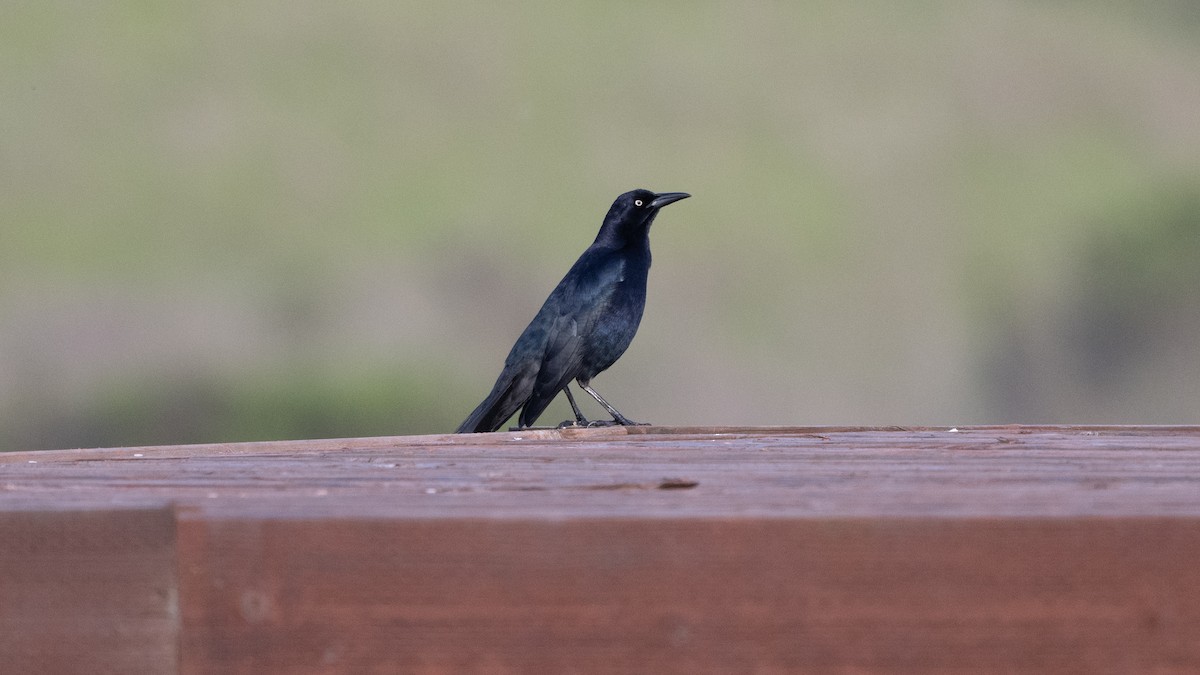 Great-tailed Grackle - Steve Pearl