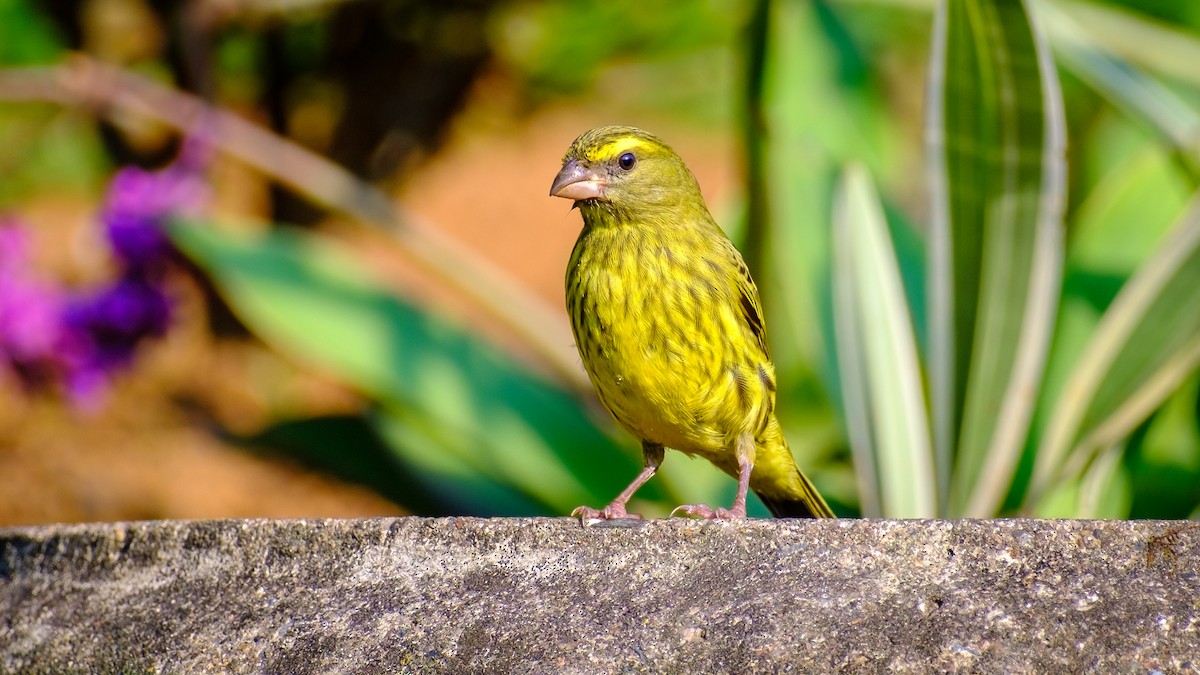 Forest Canary - ML617515783