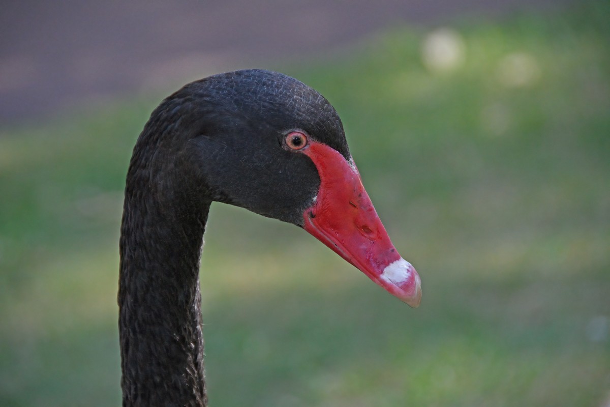 Black Swan - ML617515786