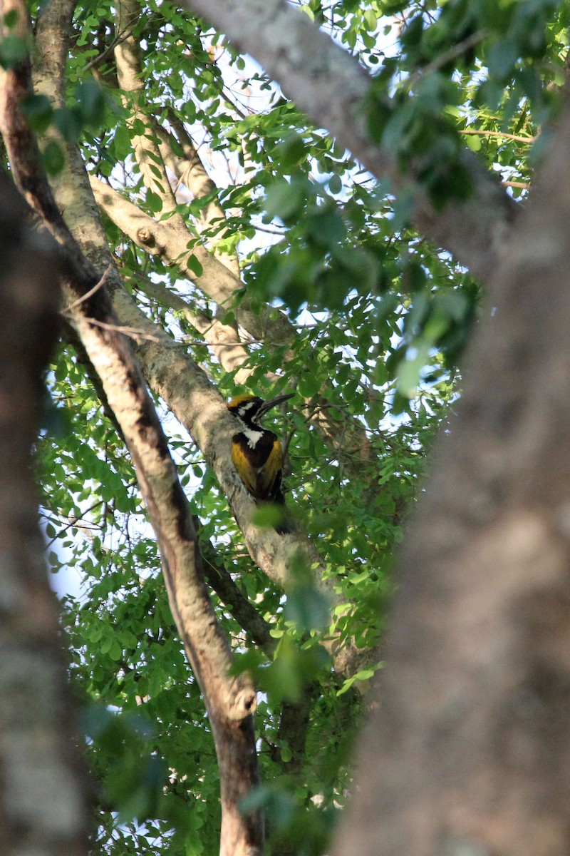White-naped Woodpecker - ML617515787