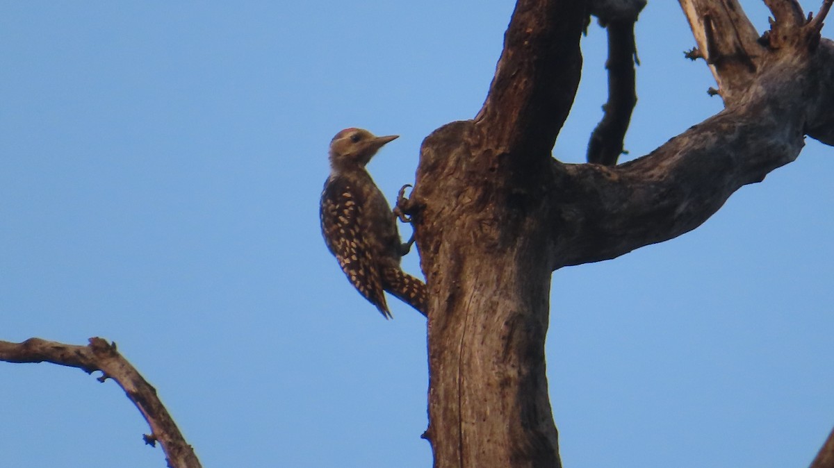 Brown-capped Pygmy Woodpecker - ML617515838