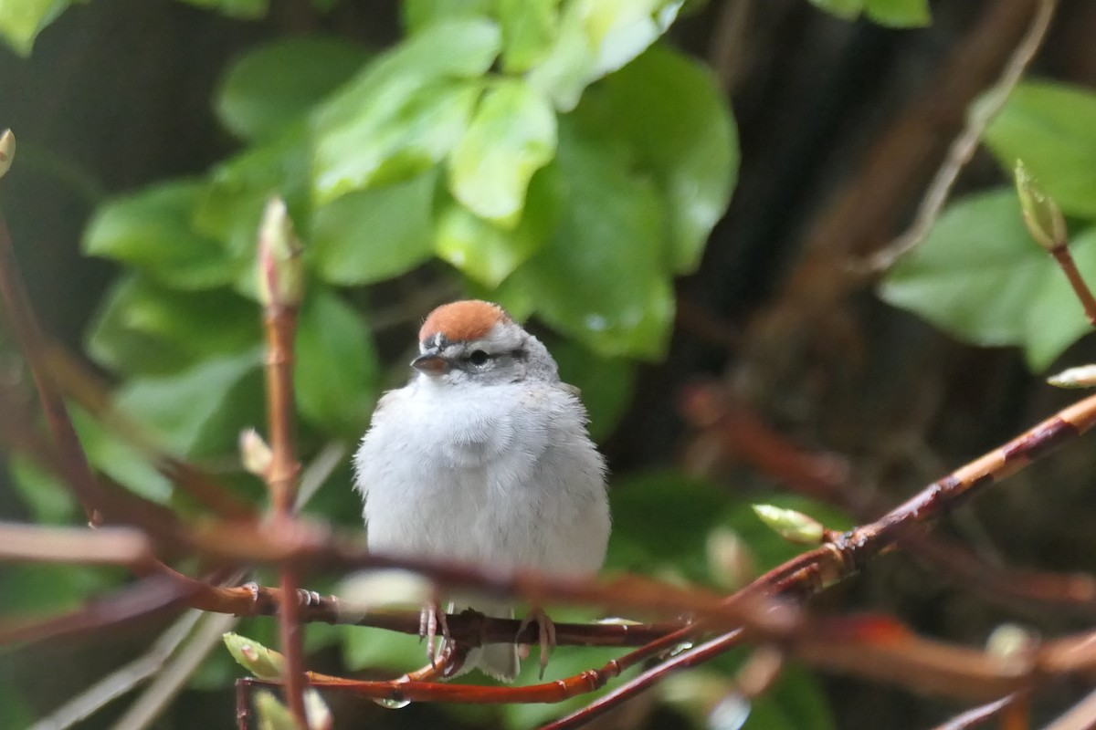 Chipping Sparrow - ML617515844