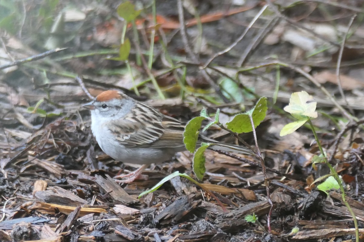 Chipping Sparrow - ML617515845