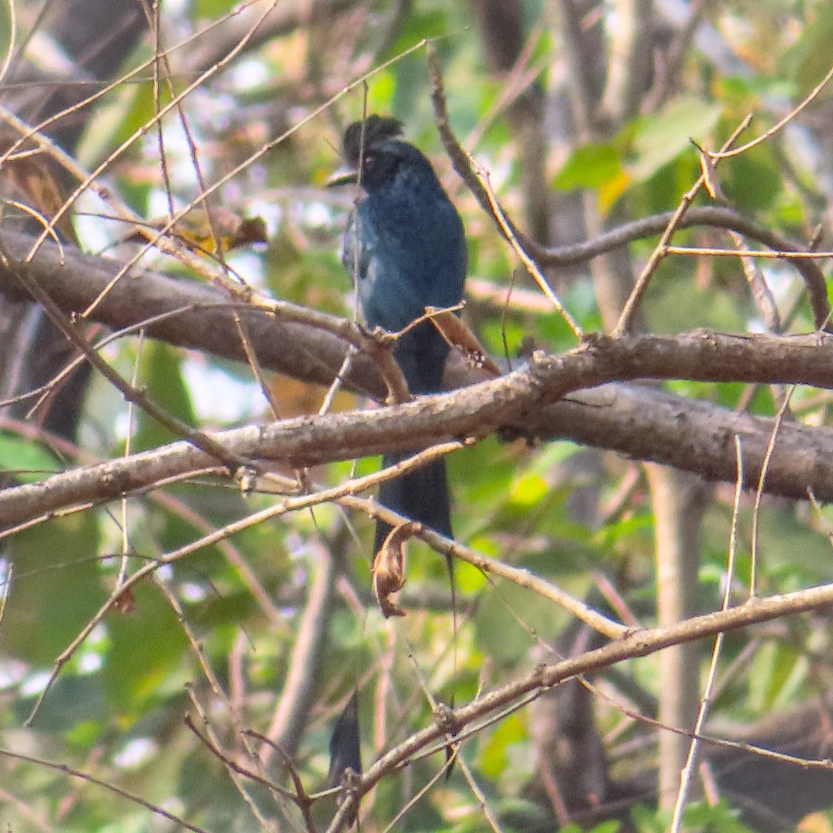 Greater Racket-tailed Drongo - ML617515849