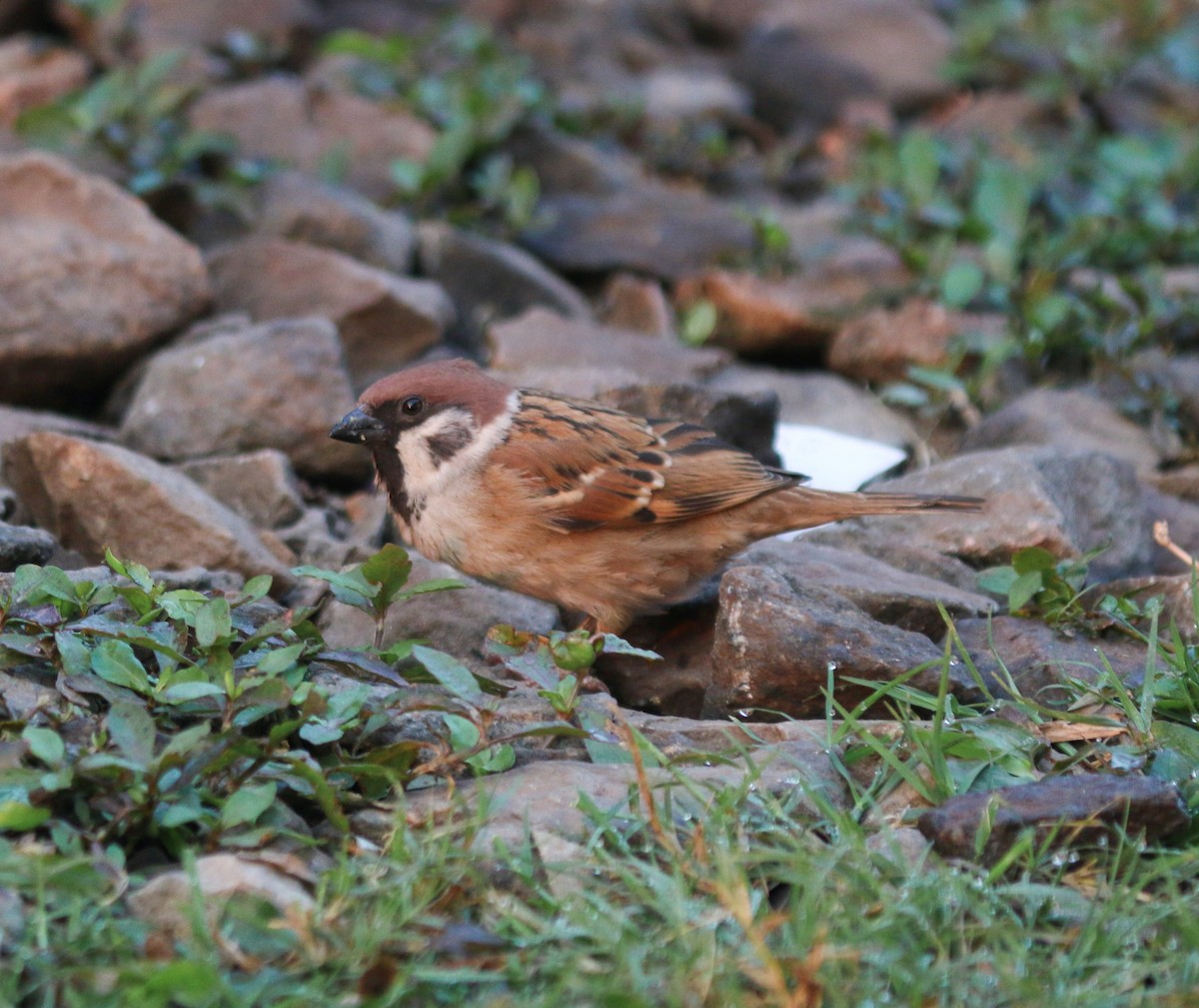 Eurasian Tree Sparrow - ML617515854