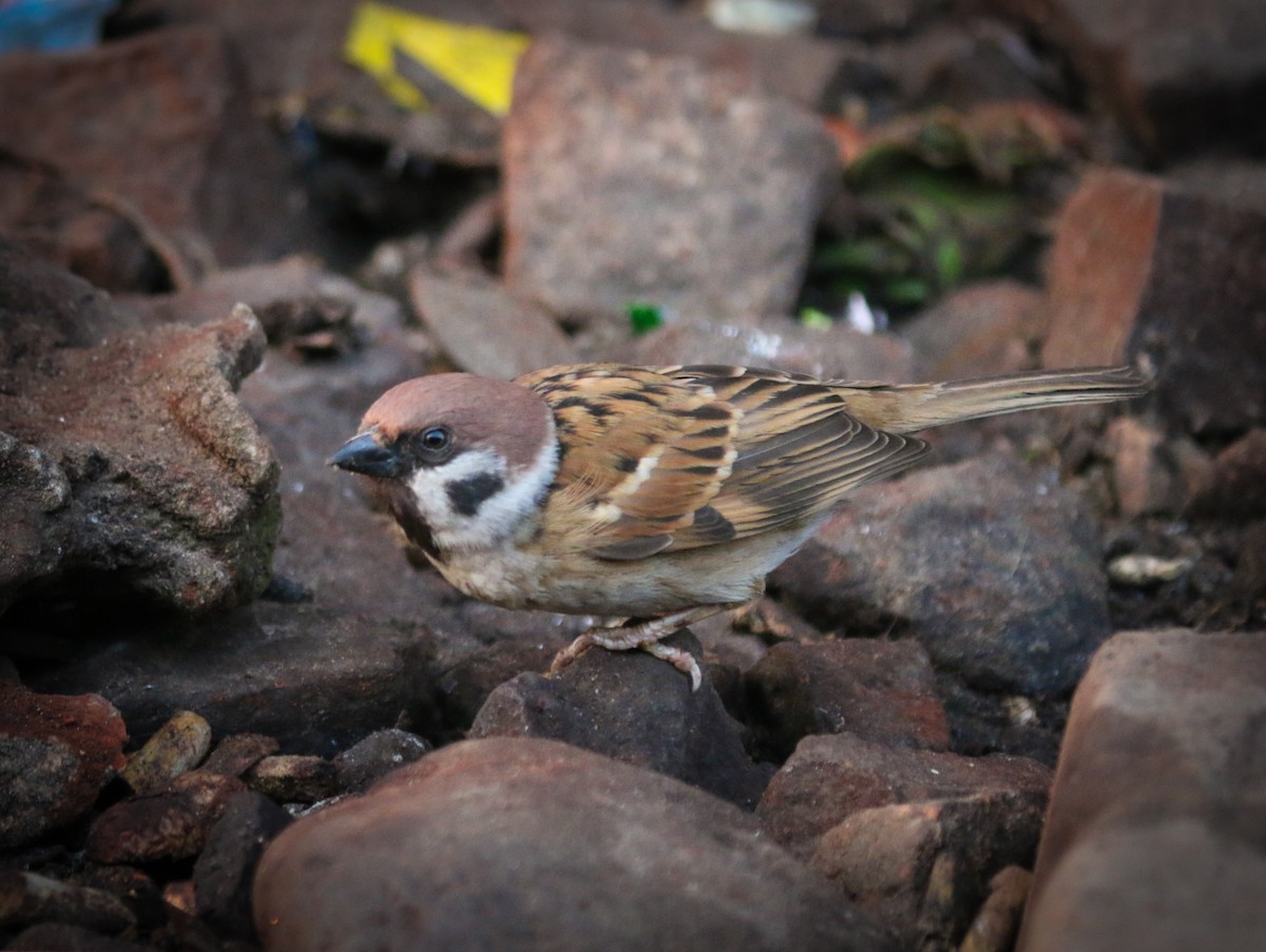 Eurasian Tree Sparrow - ML617515855